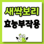 새싹보리